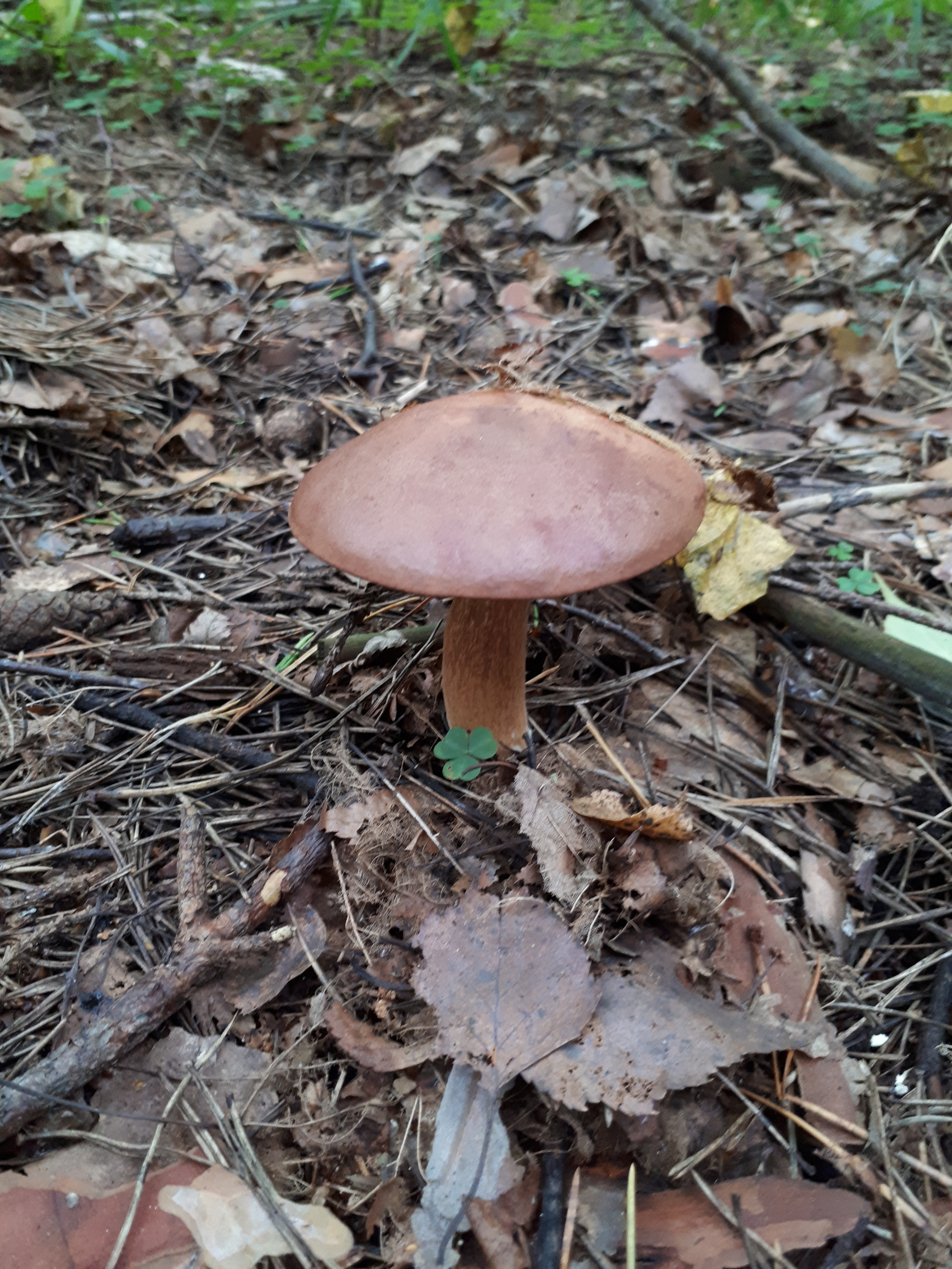 Call of nature - My, Silent hunt, Mushrooms, Forest, Подмосковье, Balashikha, Longpost