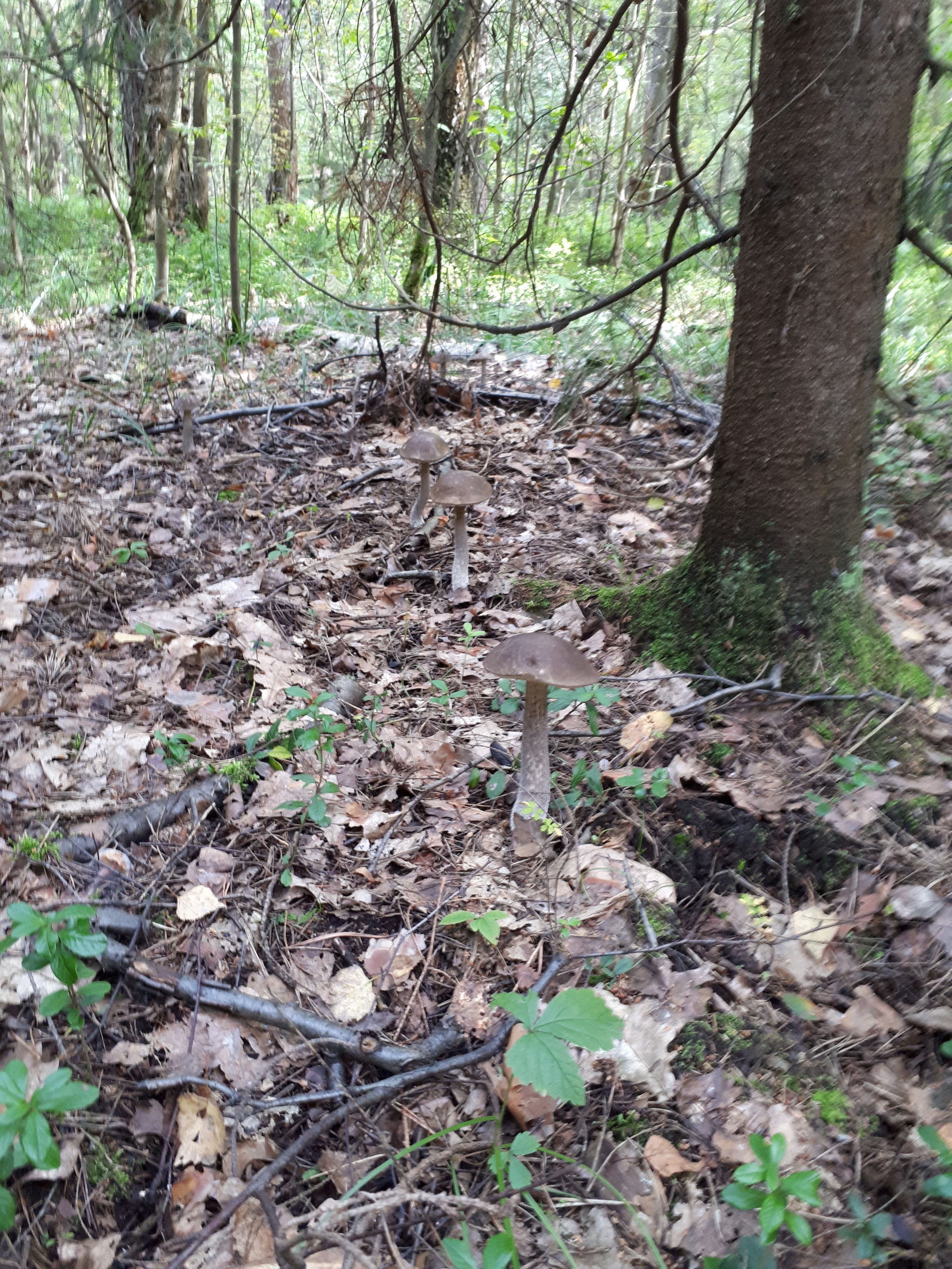 Call of nature - My, Silent hunt, Mushrooms, Forest, Подмосковье, Balashikha, Longpost