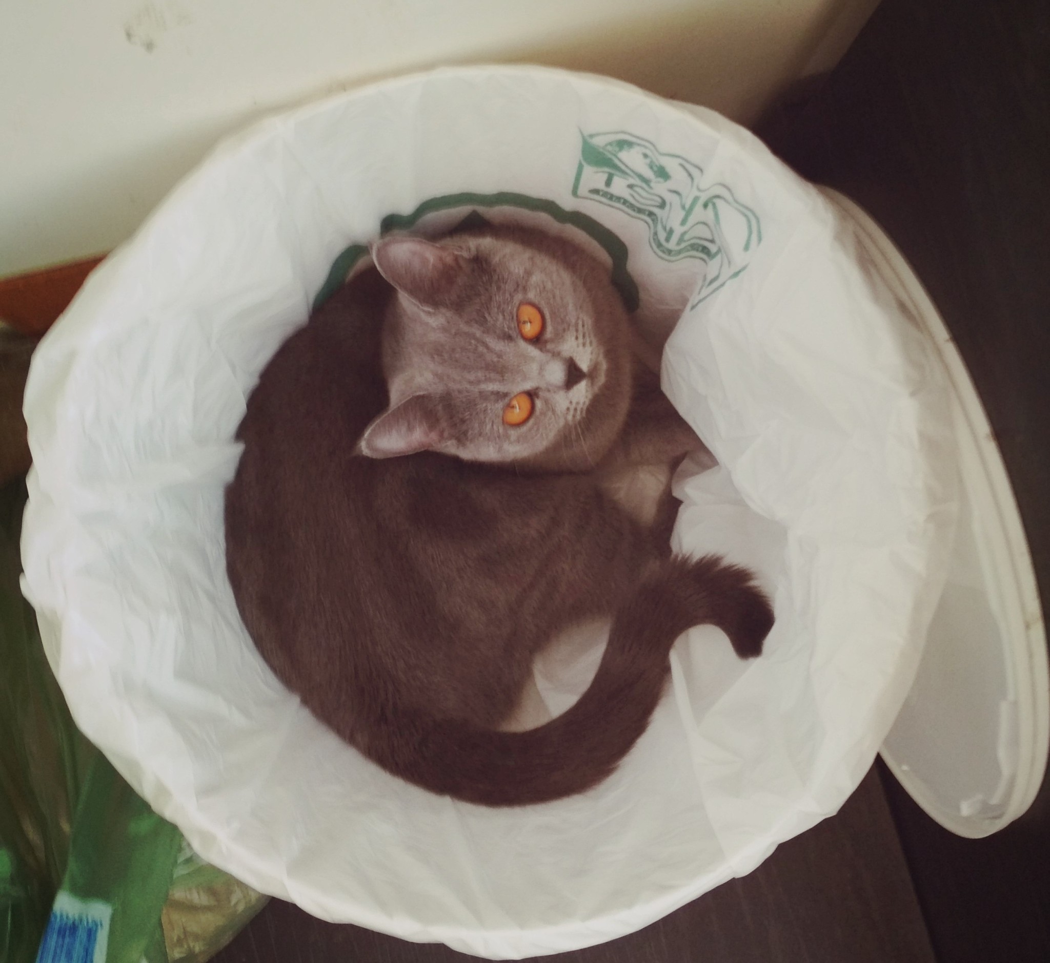 bio-garbage) - My, cat, Catomafia, Cat breeds, Garbage bins, Longpost