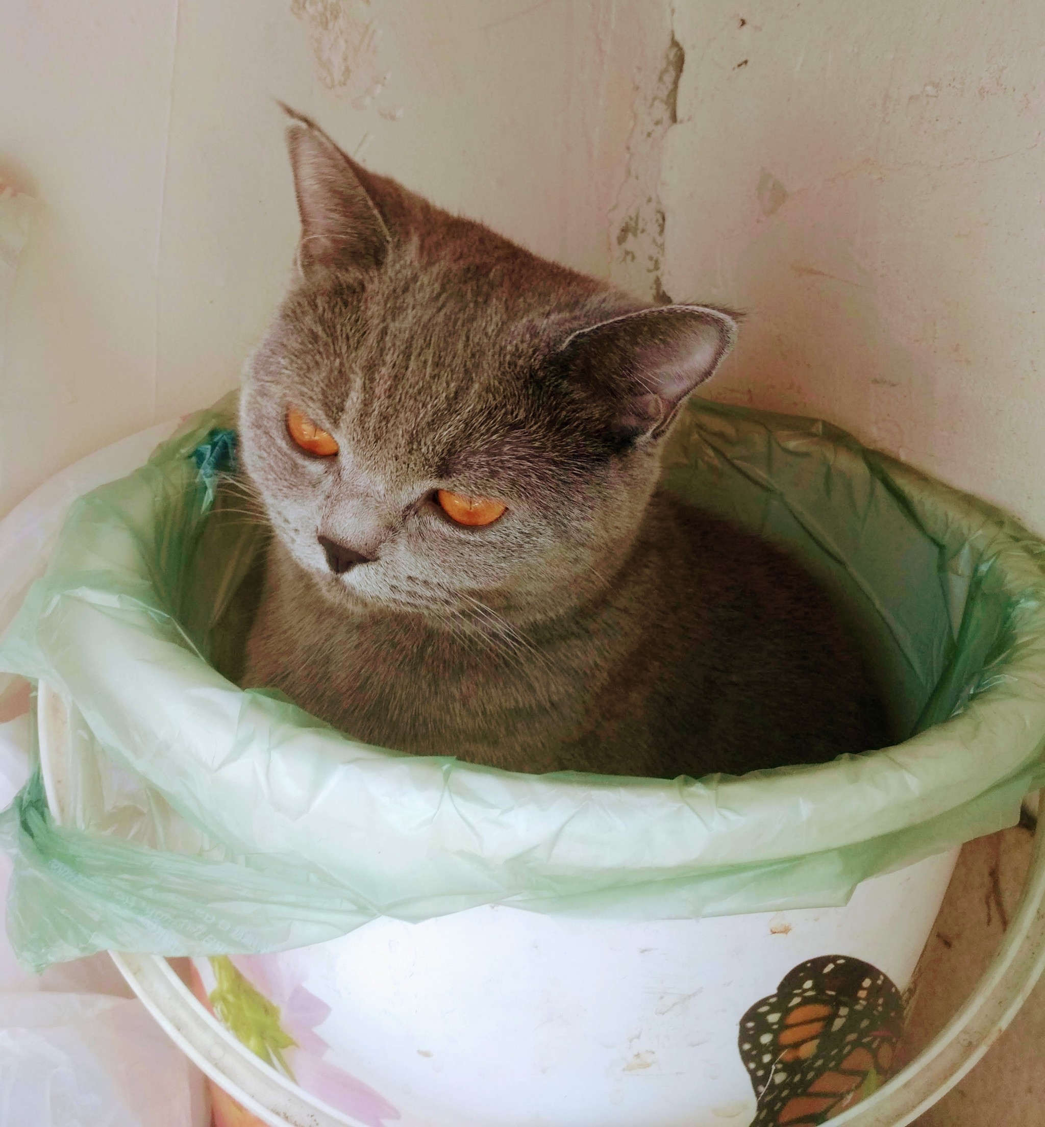 bio-garbage) - My, cat, Catomafia, Cat breeds, Garbage bins, Longpost