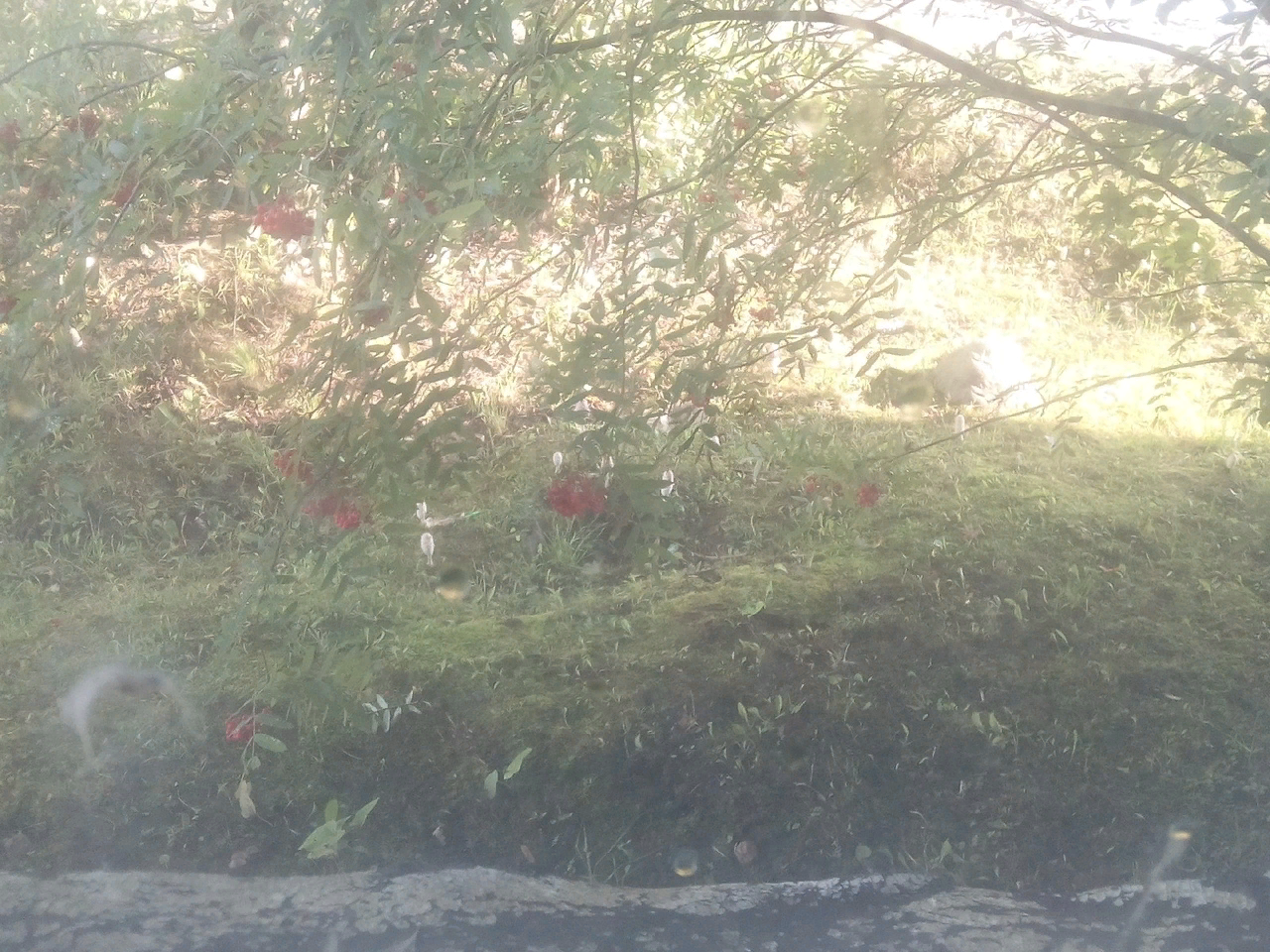 Question for mushroom pickers. What has grown in the yard? - My, Mushrooms, Courtyard, Longpost