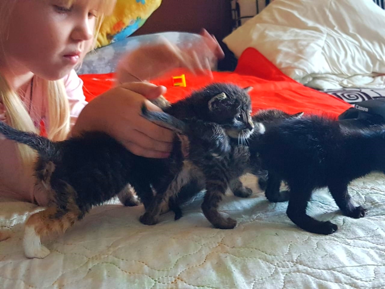 We are looking for a home for kittens rescued from under the bush. - My, cat, In good hands, No rating, Saint Petersburg, Looking for a home, Help, Longpost, Helping animals