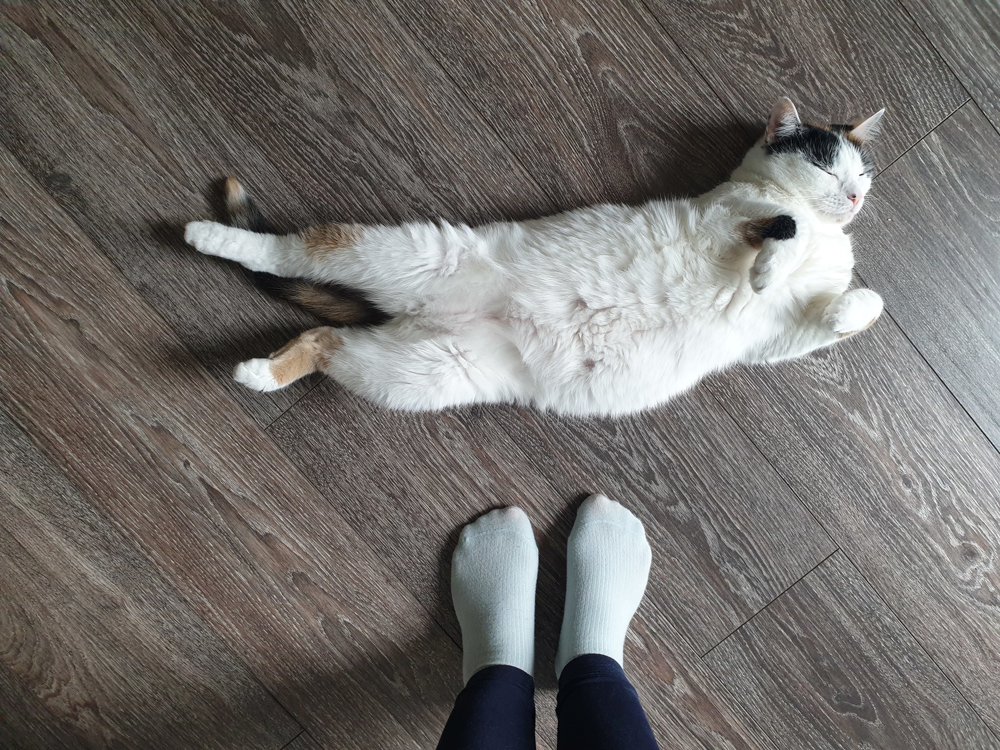 hello human - My, The bone is fluffy, Tricolor cat, Bliss