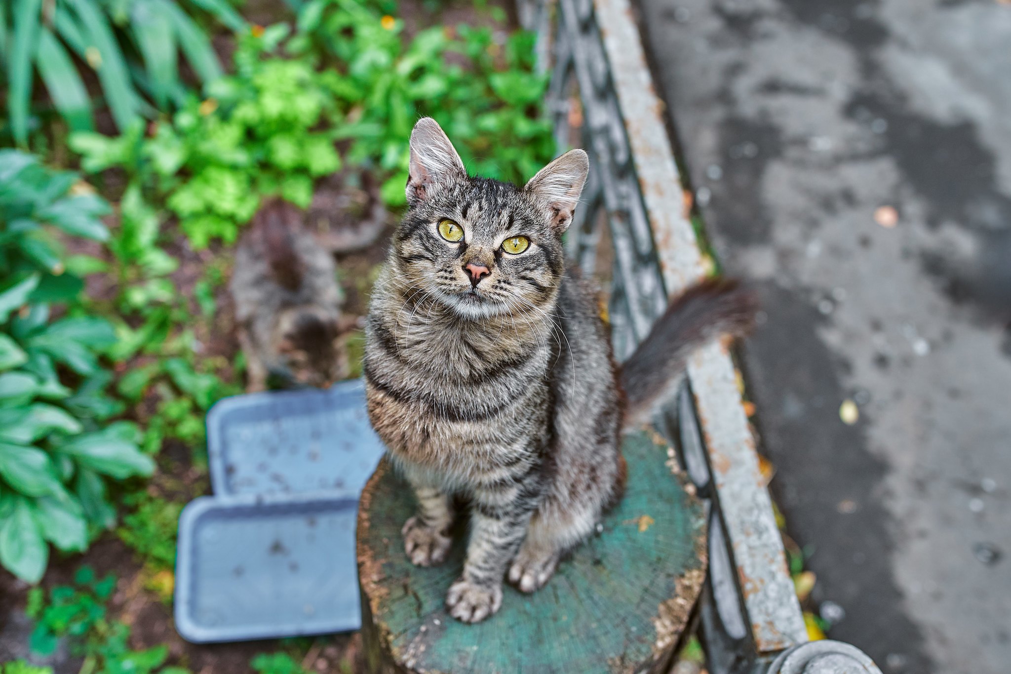 city ??cats - My, The photo, cat, Animals, Cur, Animalistics, Longpost