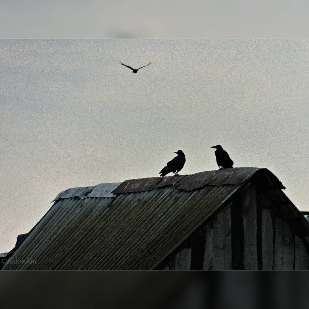 Photo from the village - My, The photo, Sparrow, Crow, Birds, Beginning photographer, Longpost