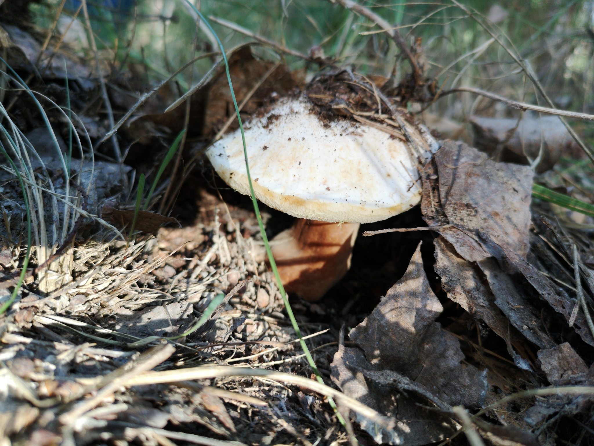 Tell me what kind of mushrooms - My, Mushrooms, Silent hunt, No rating, Longpost