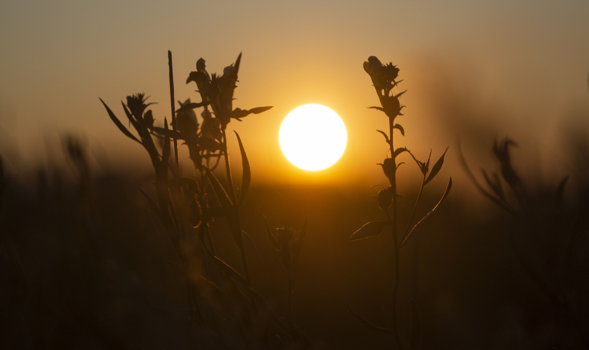 Setting sun on Industar 50-2 - My, I want criticism, The photo, Sunset, Olympus, Industar, Soviet optics