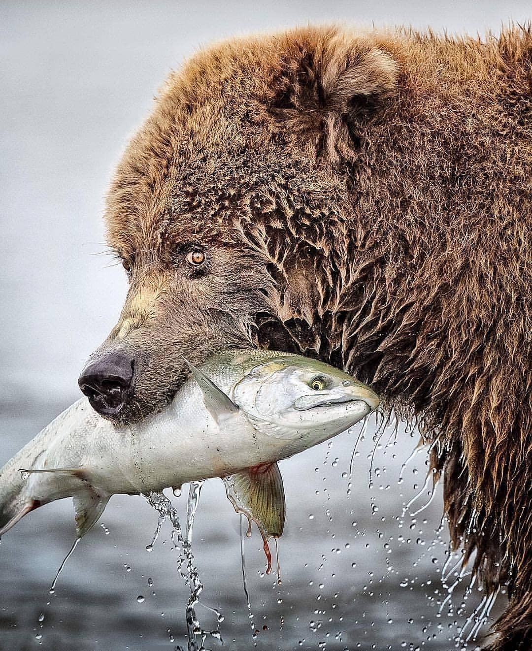 Well? Did you take a picture? - The Bears, Hunting, A fish, wildlife