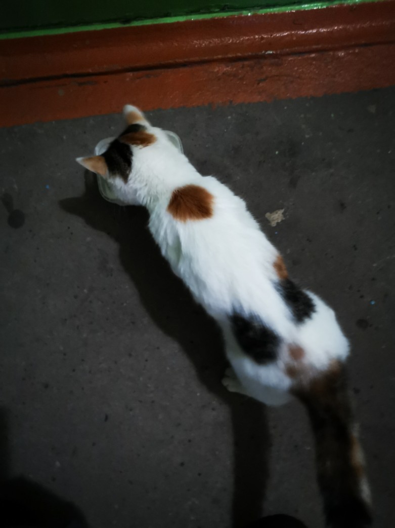 Cat in good hands, Bogotol - My, cat, Animal shelter, In good hands, , No rating, Longpost