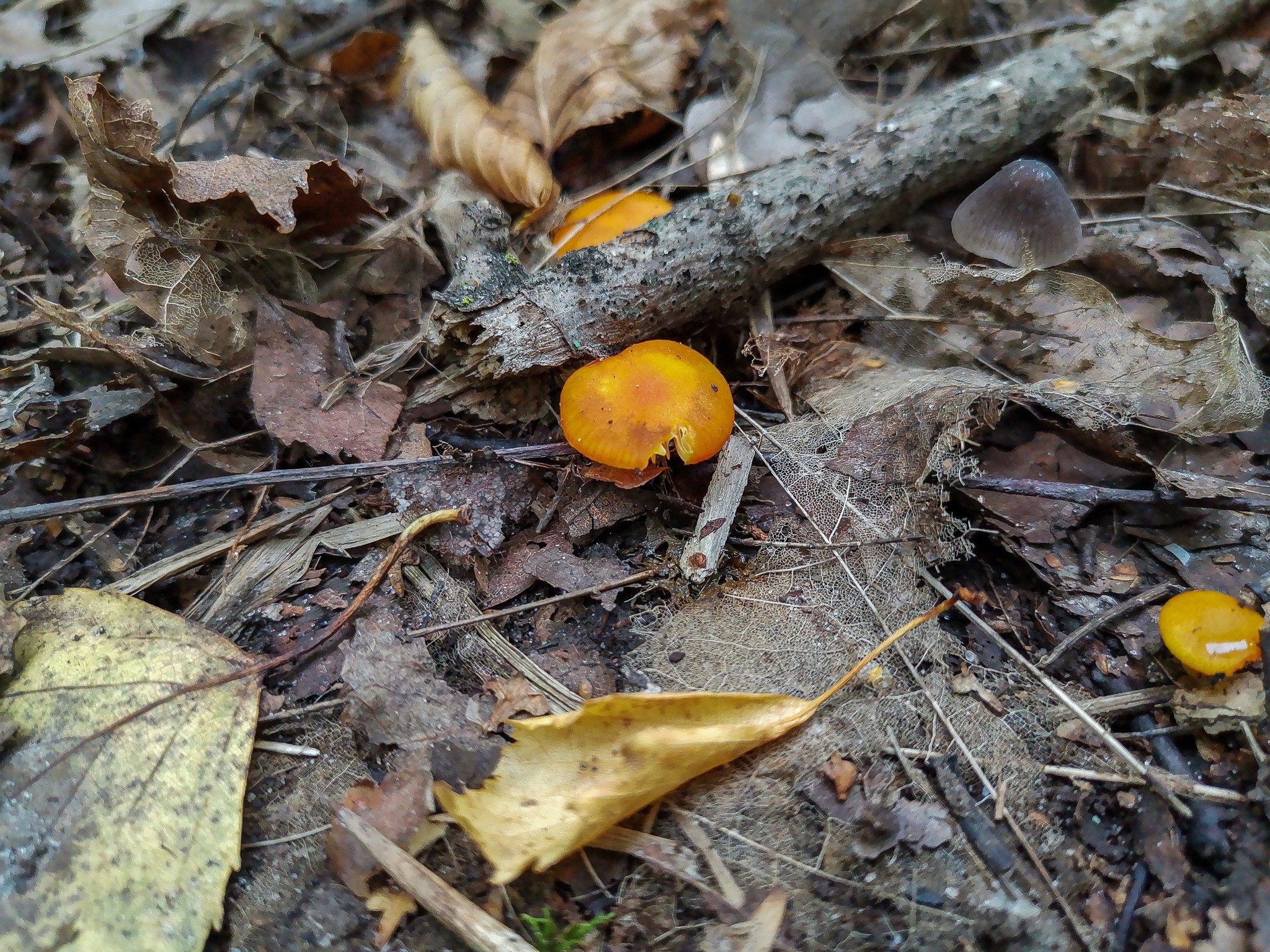 Mushrooms - My, Mushrooms, Mobile photography, Longpost, Dzerzhinsk, Arboretum