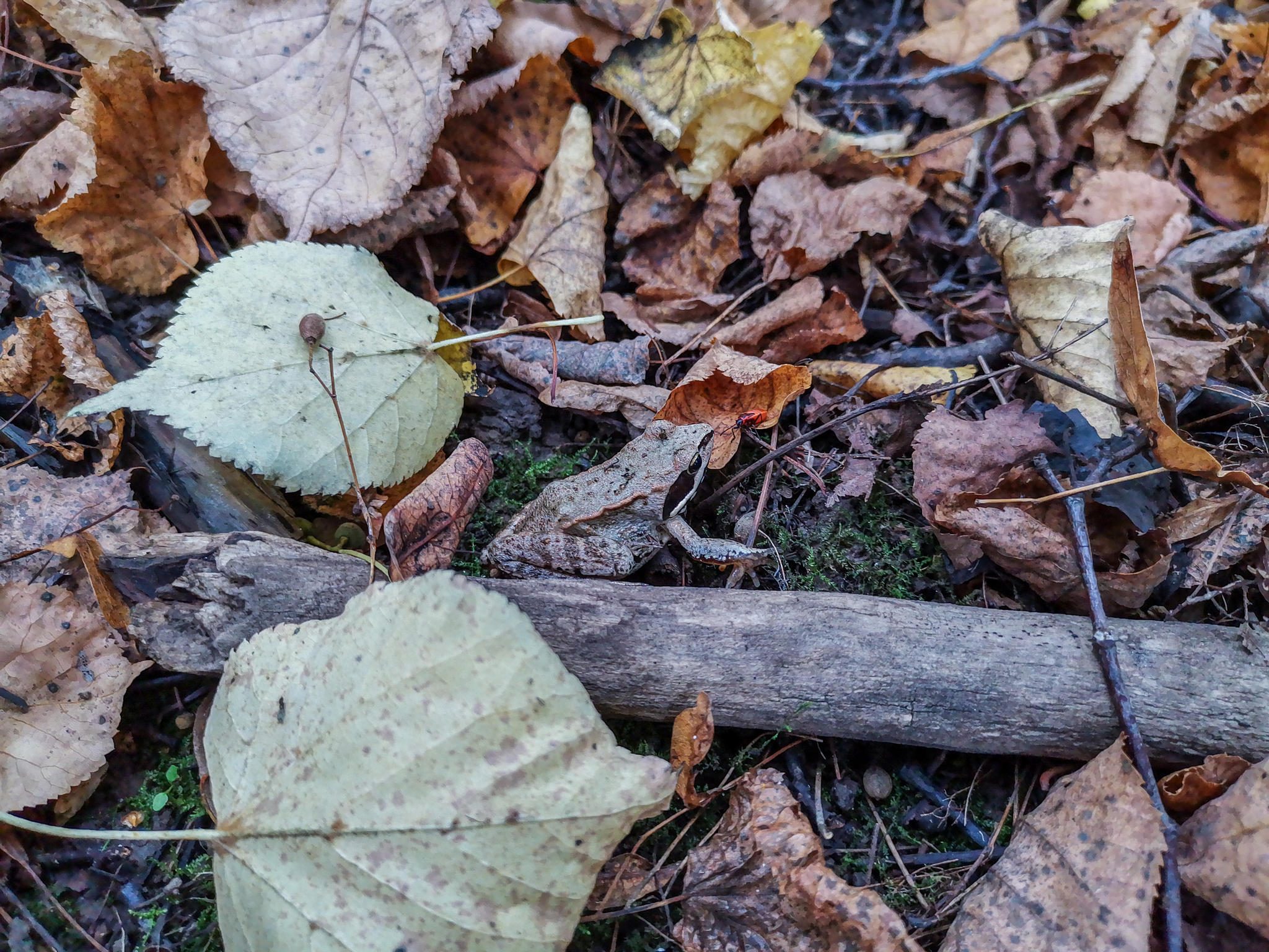 disguise - My, Mobile photography, The photo, Video, Frogs, Biology, Animals, League of biologists, Longpost