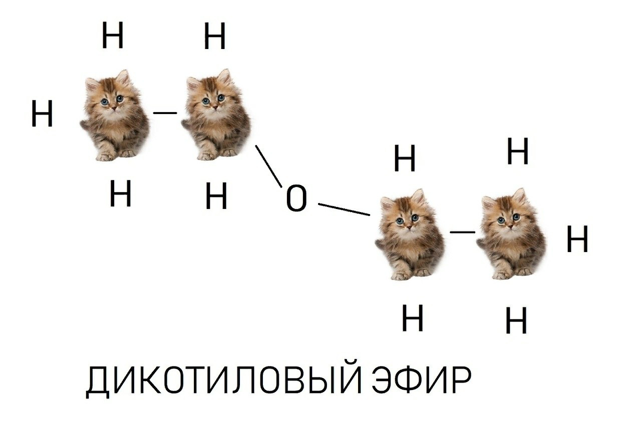 Котохимия | Пикабу