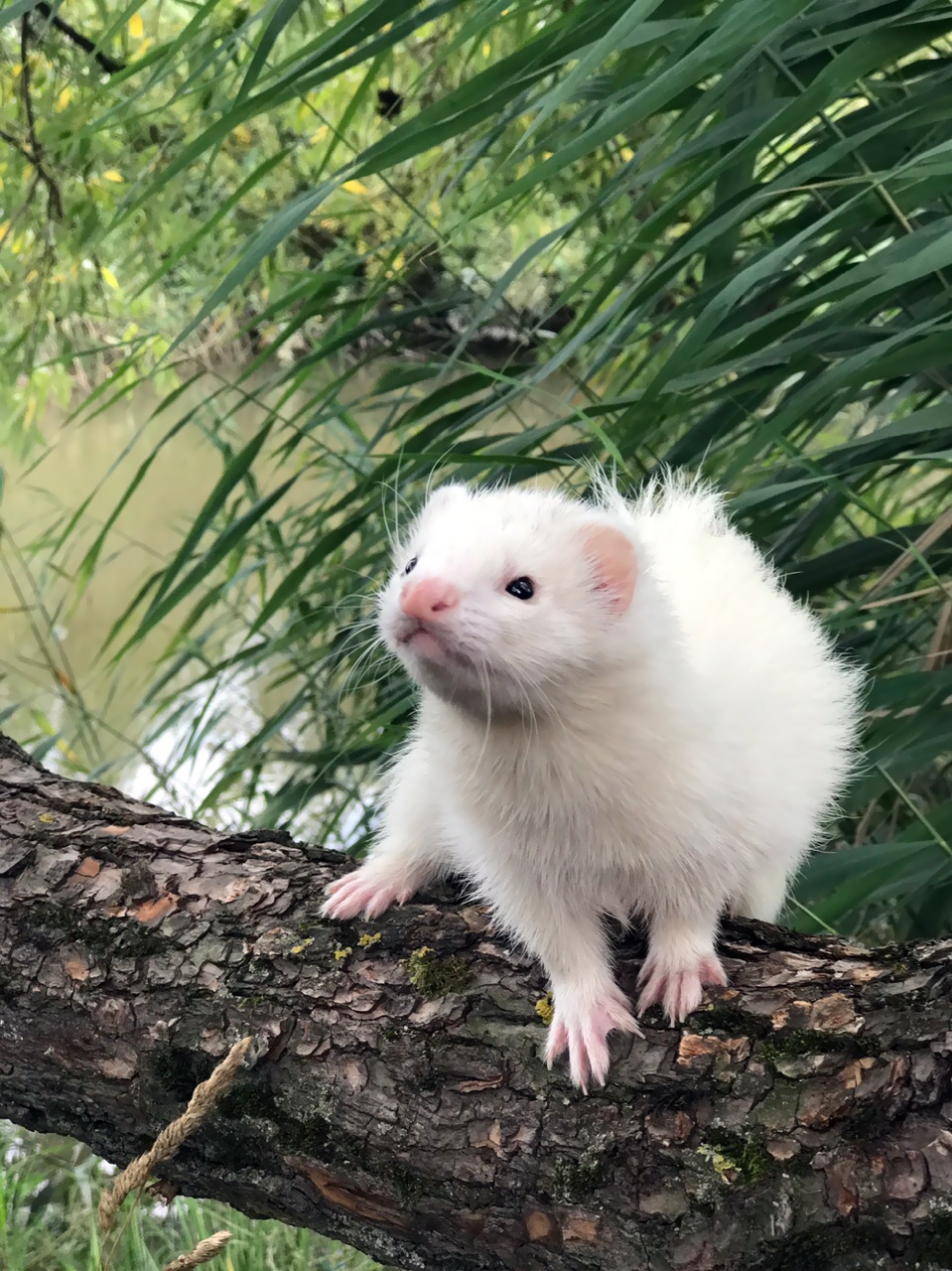 Walking with ferrets - My, Ferret, Nature, Dream, Longpost