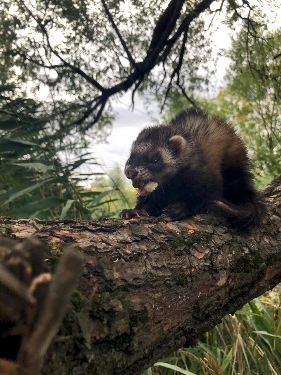 Walking with ferrets - My, Ferret, Nature, Dream, Longpost