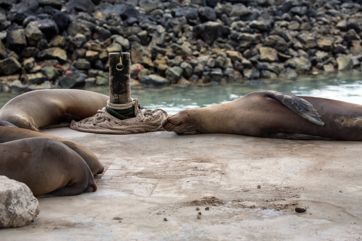 Galapagos. - My, Galapagos Islands, Ecuador, Sea, Travels, Longpost