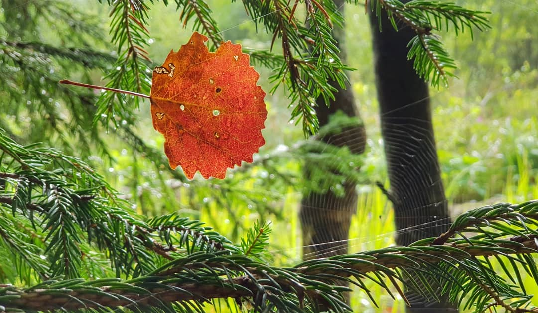 An early reddened aspen leaf caught on a cobweb - My, , Web, Autumn, Подмосковье, The photo, Leaves