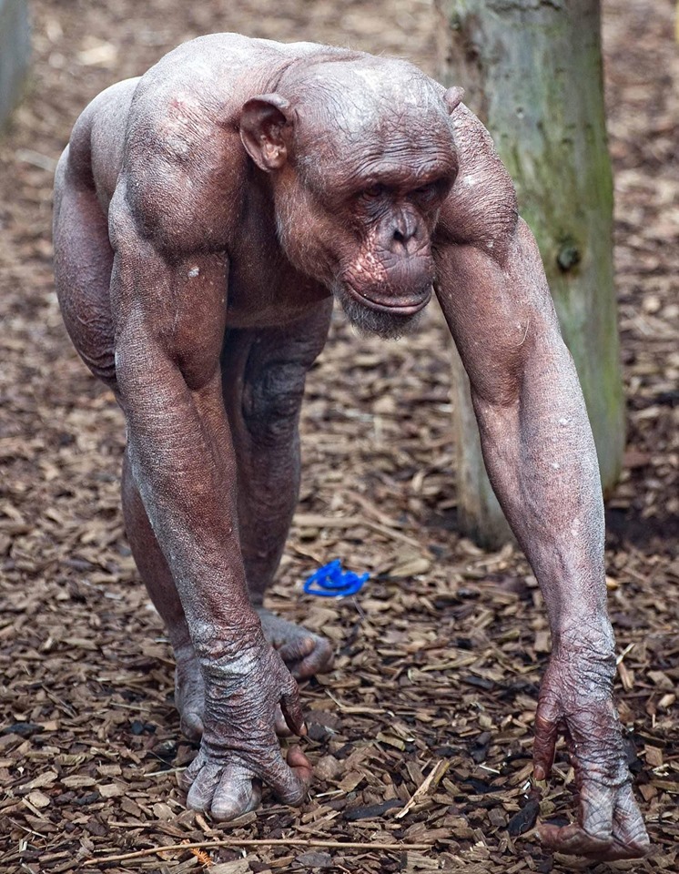 Musculature of a bald chimpanzee - Chimpanzee, Muscle, Baldness, Nature, Animals, wildlife