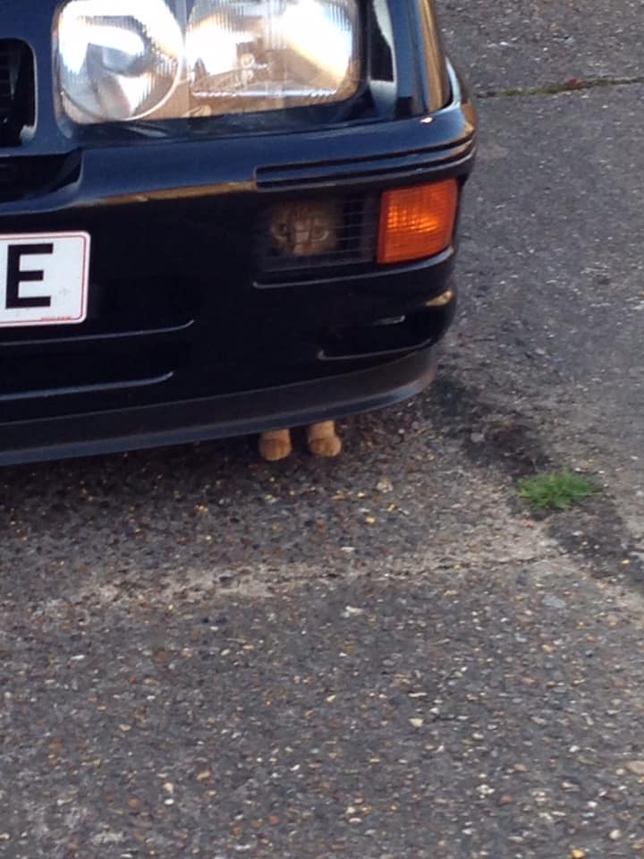 And the paws are here - cat, Paws, Car