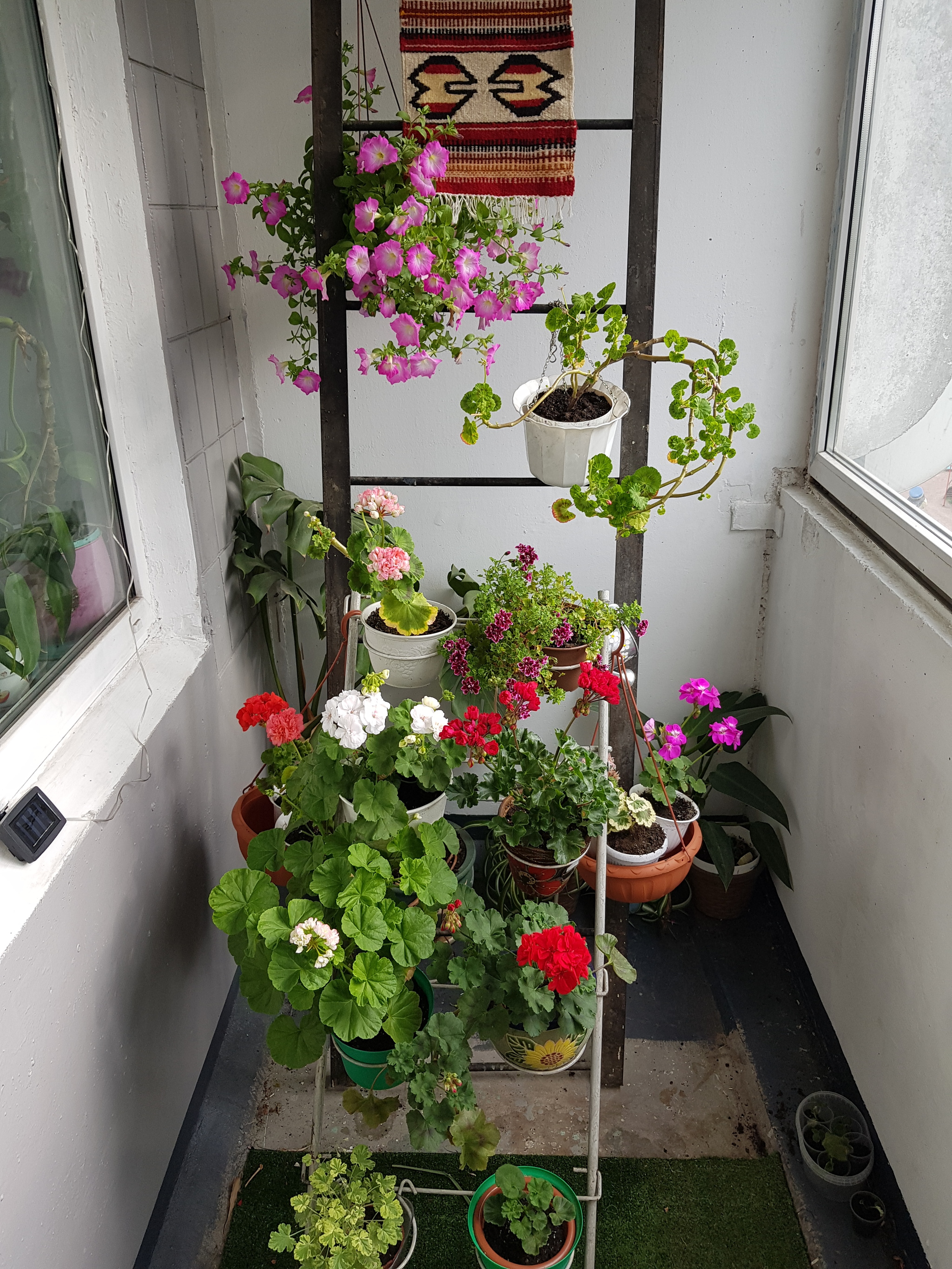 Flowers of my beloved II. - My, Flowers, Plants, Houseplants, beauty, Balcony, Loggia, Note 8, Saint Petersburg, Longpost