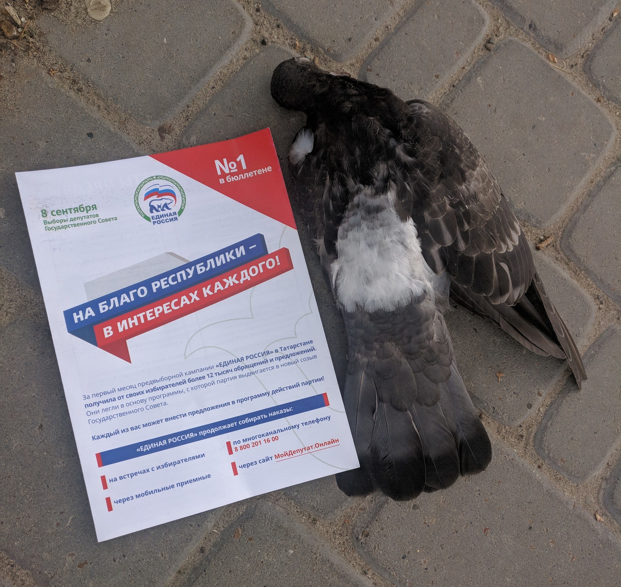 United Russia. For the benefit of everyone! - My, United Russia, Pigeon, Politics