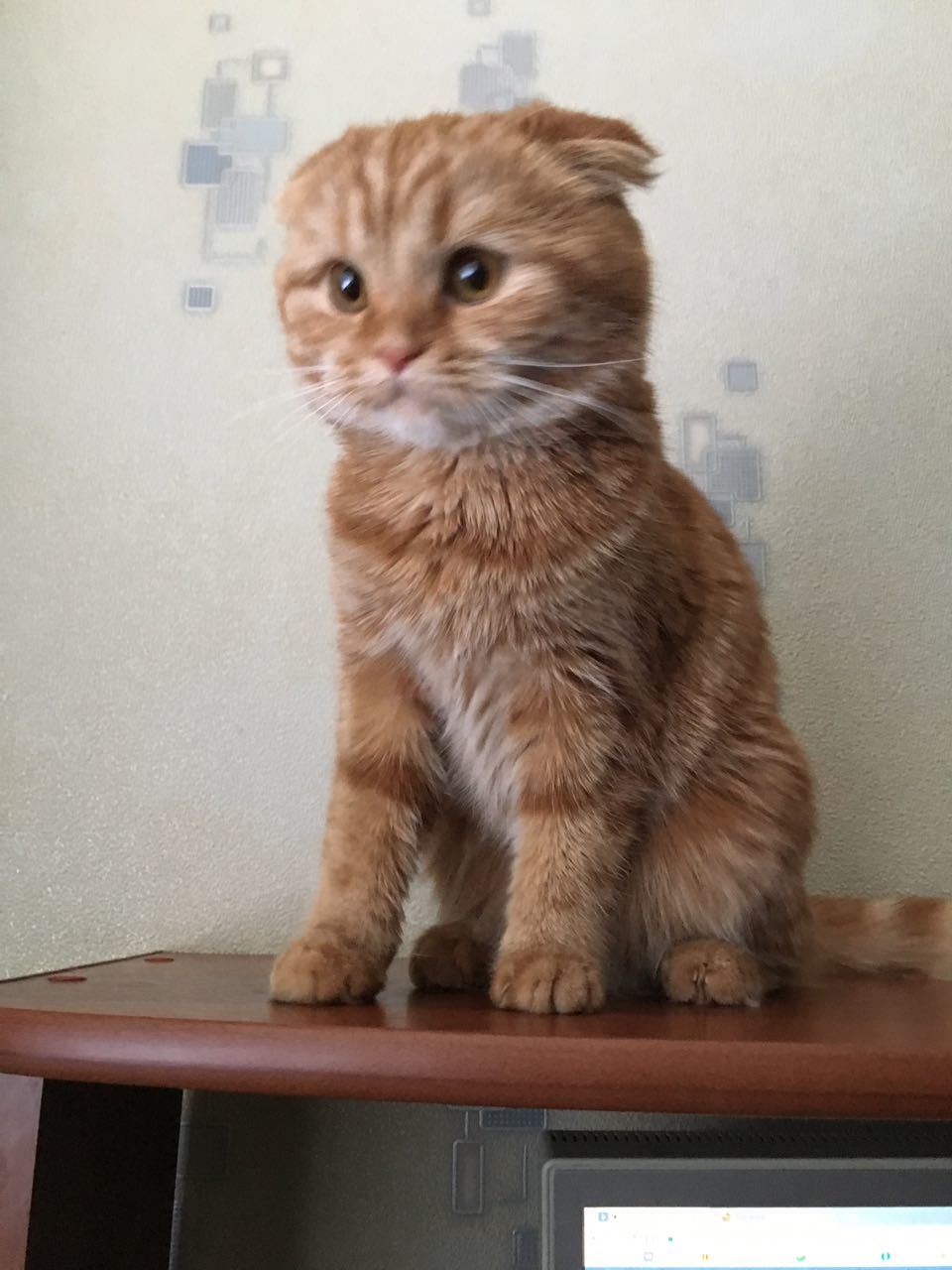 petite redhead - cat, Scottish lop-eared, Longpost