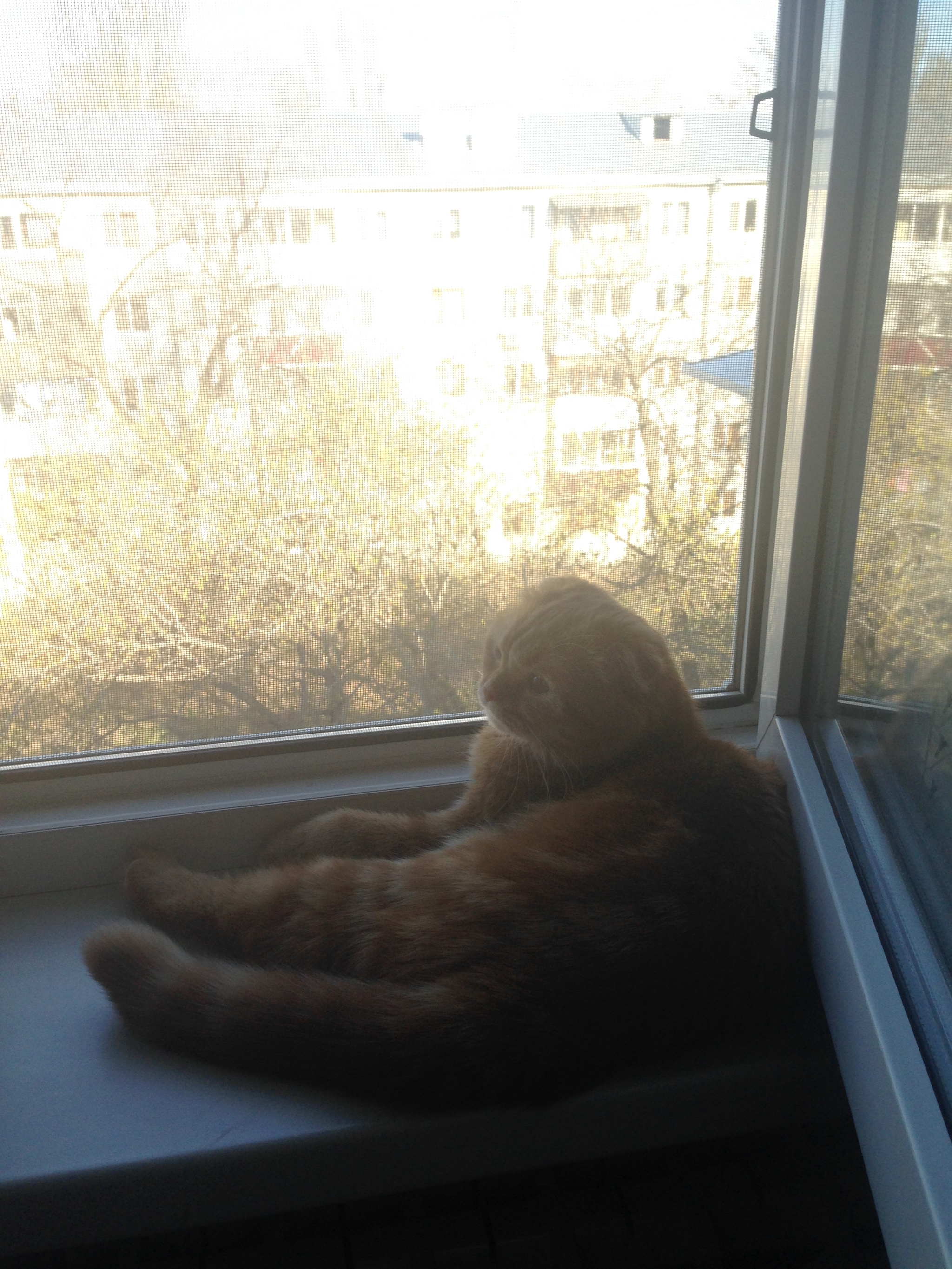 petite redhead - cat, Scottish lop-eared, Longpost