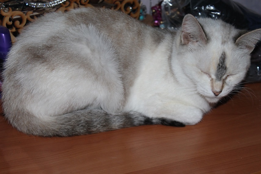 My personal Cotoland 194 - My, cat, Shelter, Lipetsk, Help, Good, Cotoland, Longpost, Kindness, Shelter Cotoland