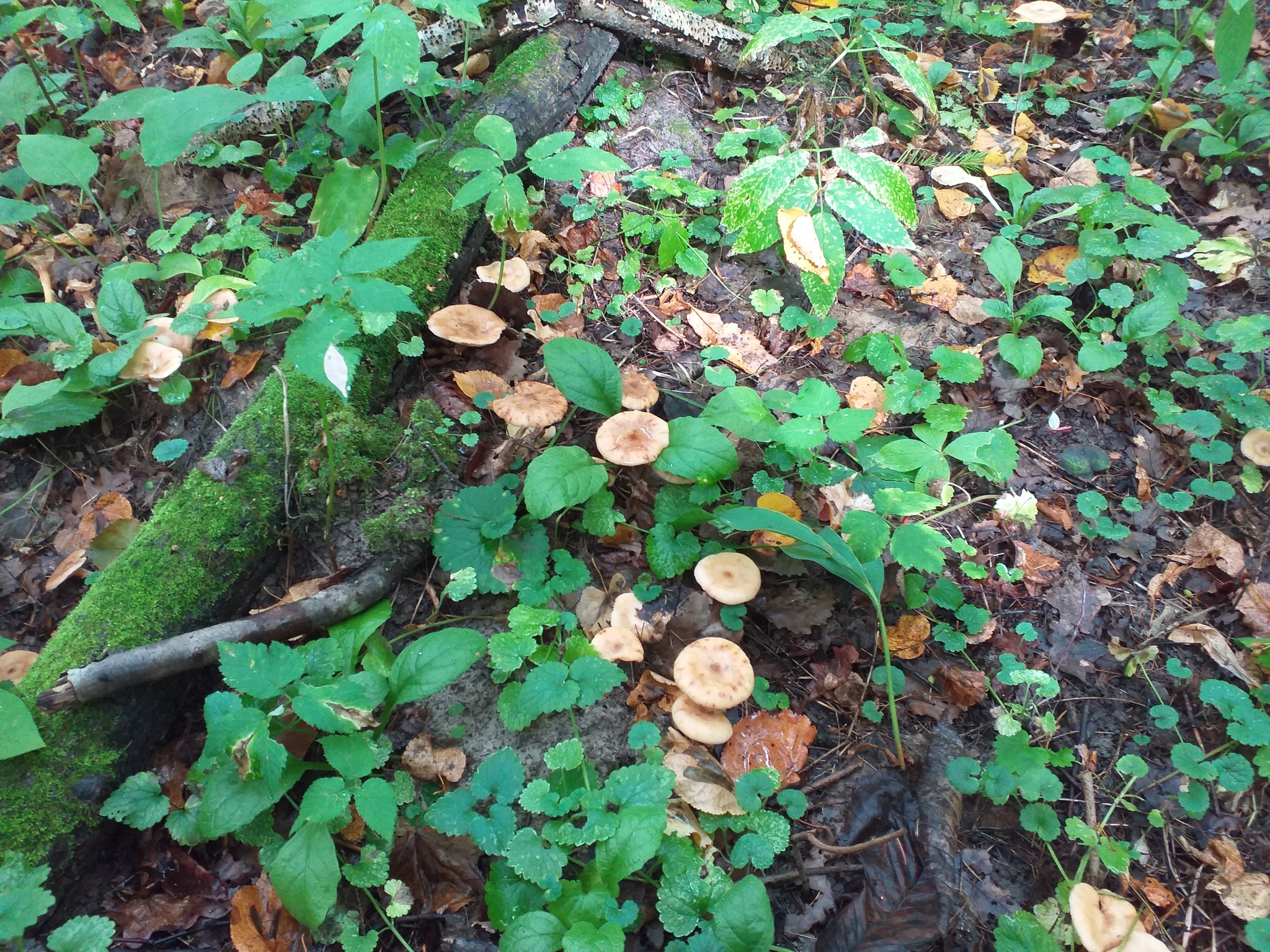 Last days. - My, The photo, Mushrooms, Forest, Longpost