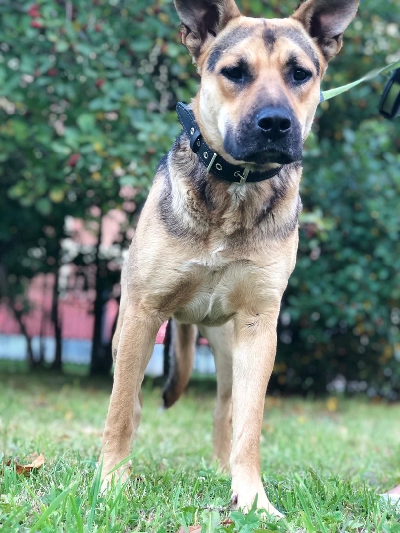 Mila the dog is looking for a home. - My, Dog, Help, Kindness, No rating, Looking for a home, In good hands, Longpost, Saint Petersburg, Helping animals