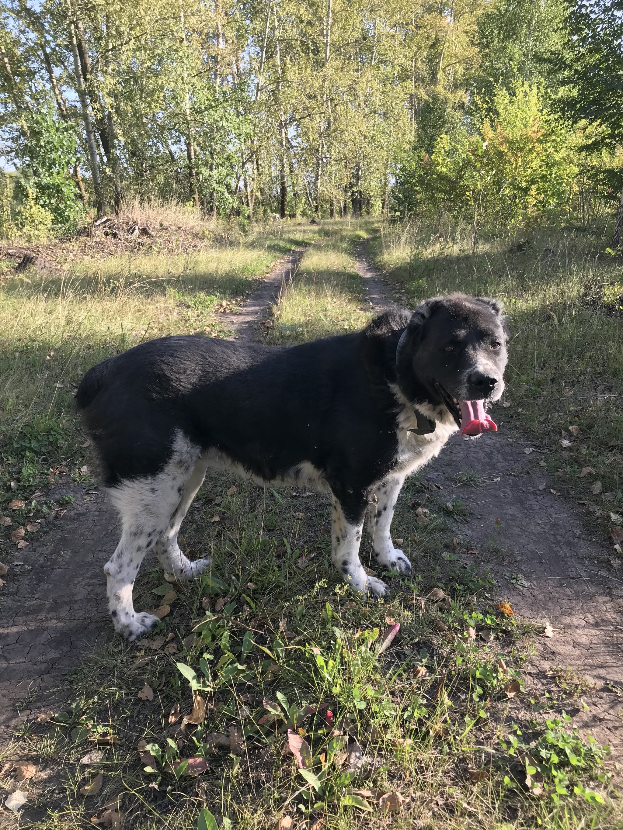 Walked... - My, Dog, Alabai, Dog lovers, Dog days, Lipetsk region, Longpost