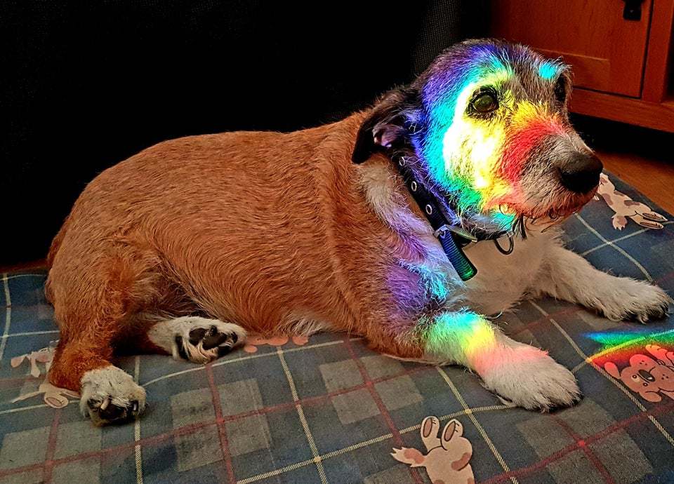 Good boy woke up covered in a rainbow - Dog, Rainbow, Reddit