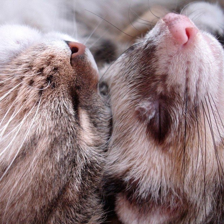 When one thought for two! - cat, Catomafia, Humor, Ferret