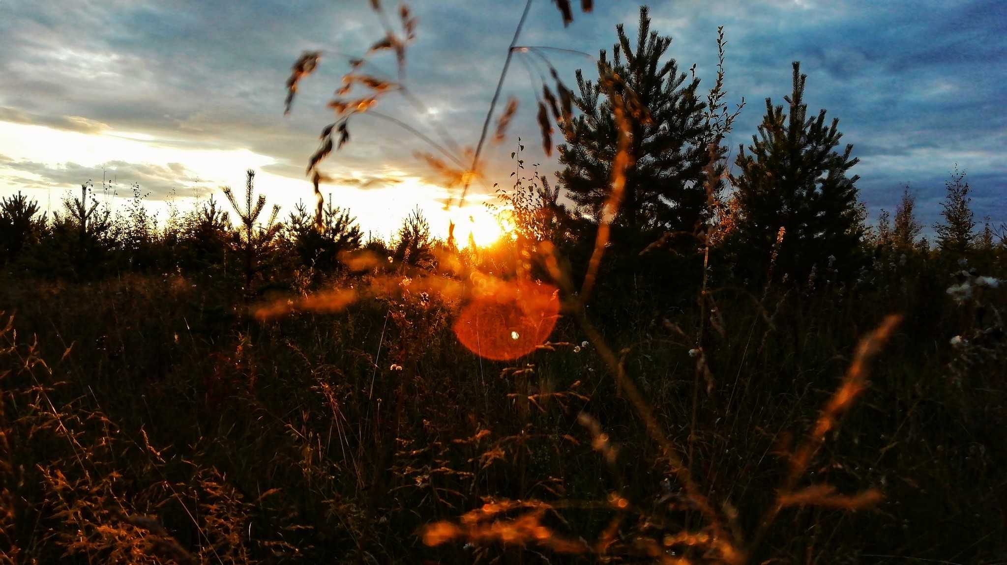 Yakutia is mine - My, Yakutia, Forest, The photo, Olekminsk, Longpost, Mushrooms, Nature