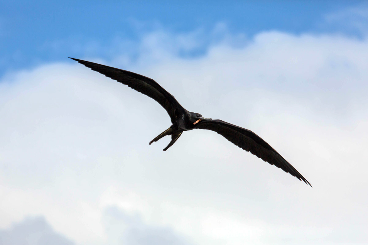 Galapagos. - My, Galapagos Islands, Sea, Snorkeling, Travels, Longpost