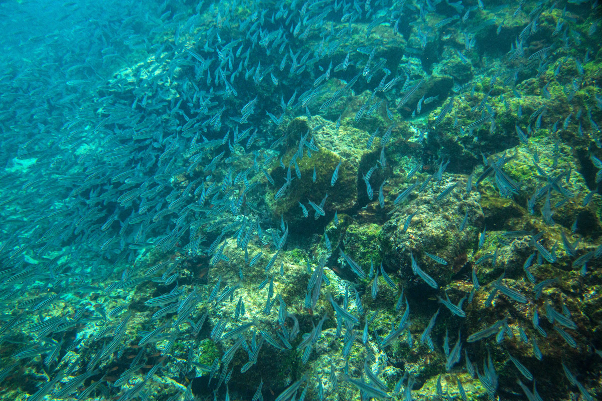 Galapagos. - My, Galapagos Islands, Sea, Snorkeling, Travels, Longpost