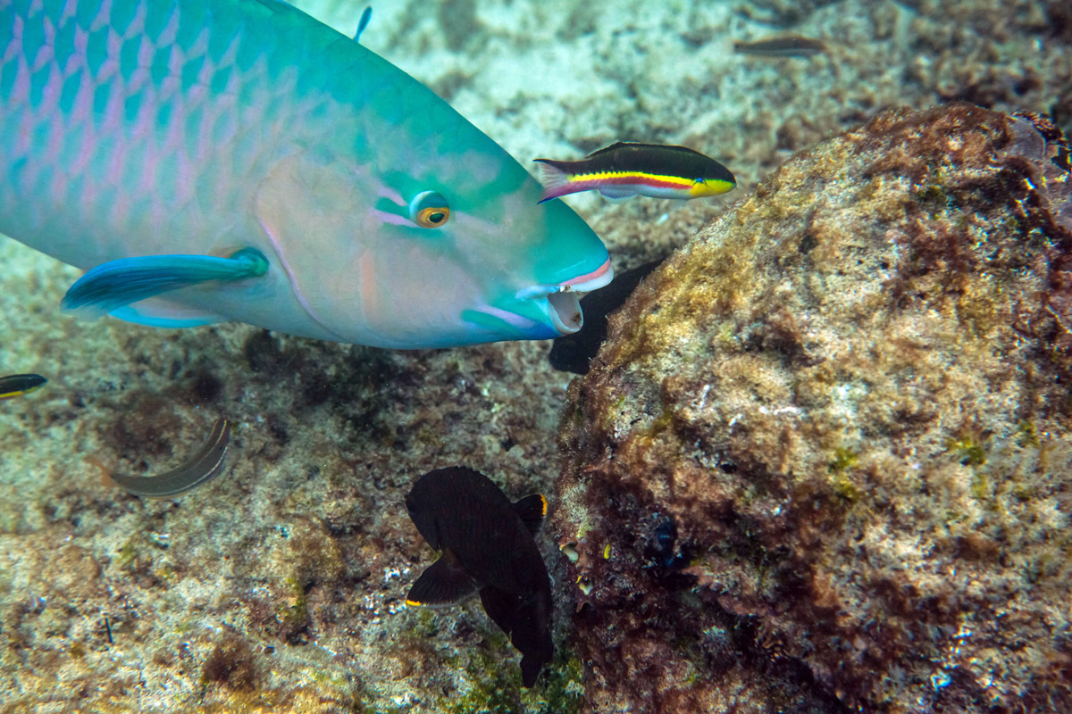 Galapagos. - My, Galapagos Islands, Sea, Snorkeling, Travels, Longpost