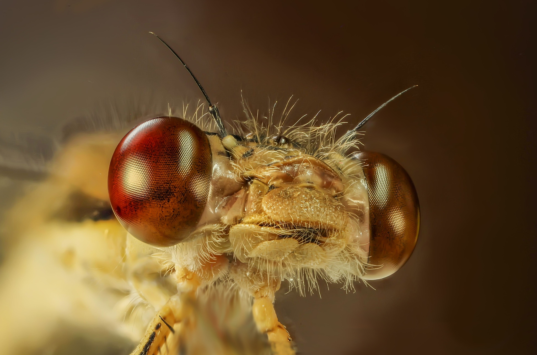 Dragonfly... - My, Dragonfly, Macro, Insects, The photo, Macro photography