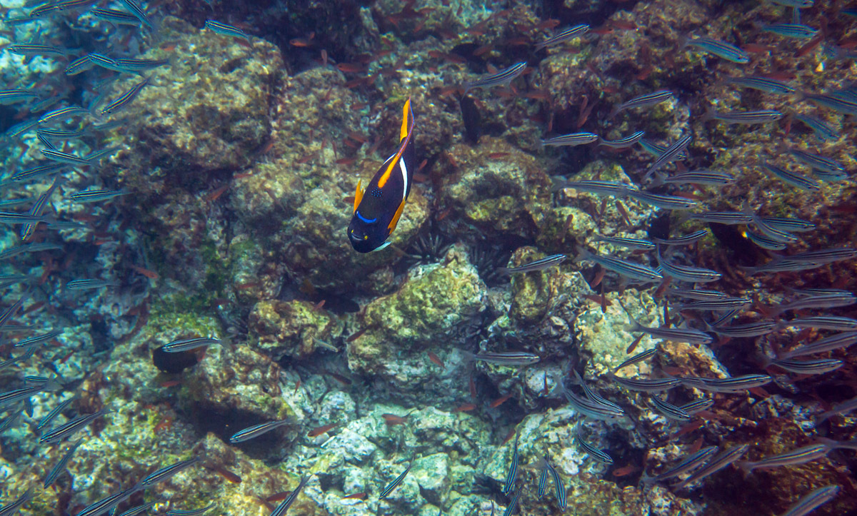 Galapagos. - My, Galapagos Islands, Sea, Snorkeling, Travels, Longpost