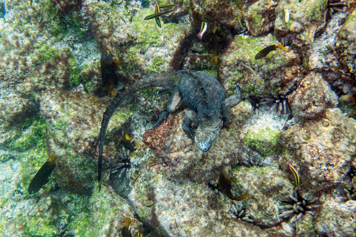 Galapagos. - My, Galapagos Islands, Sea, Snorkeling, Travels, Longpost