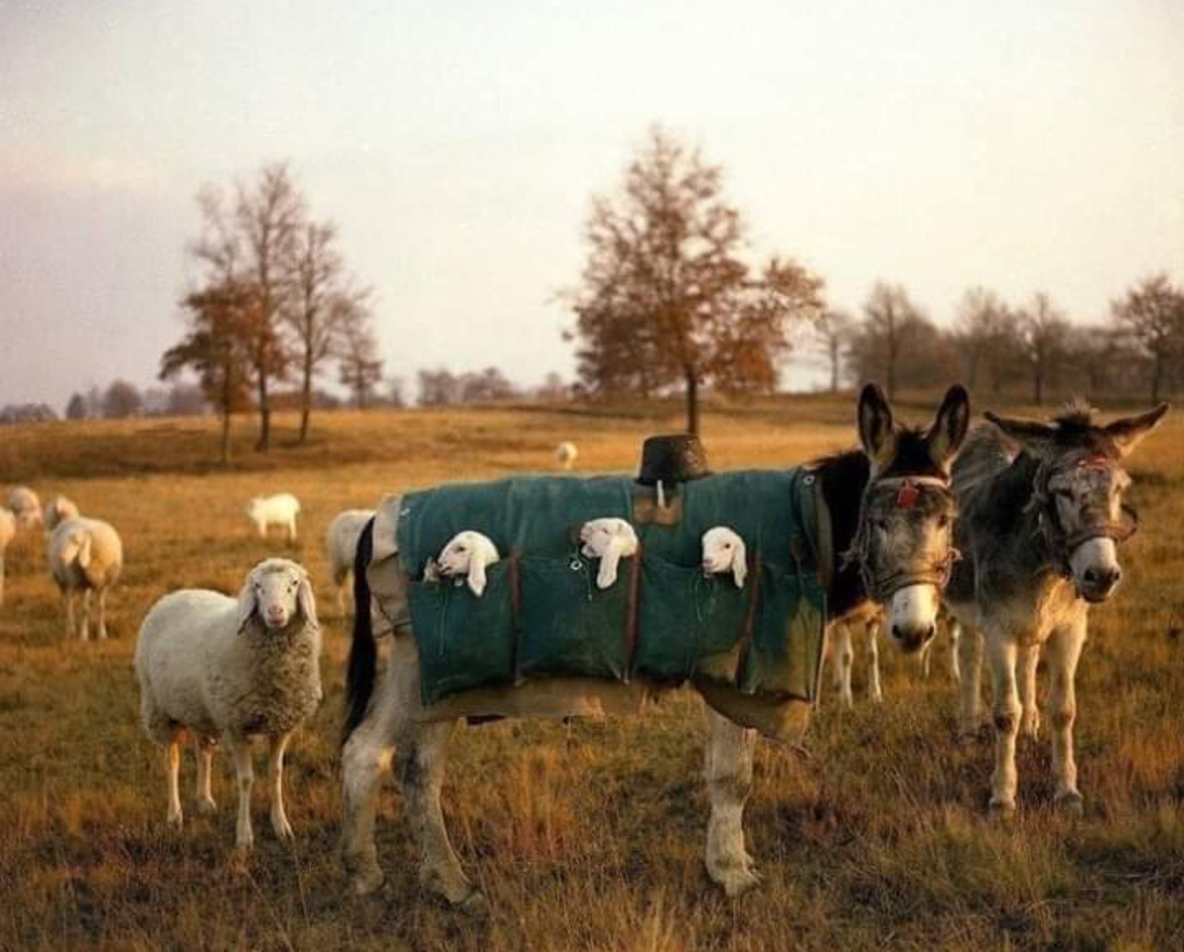 Nanny for lambs - Animals, Italy, Milota, Sheeps, Lamb