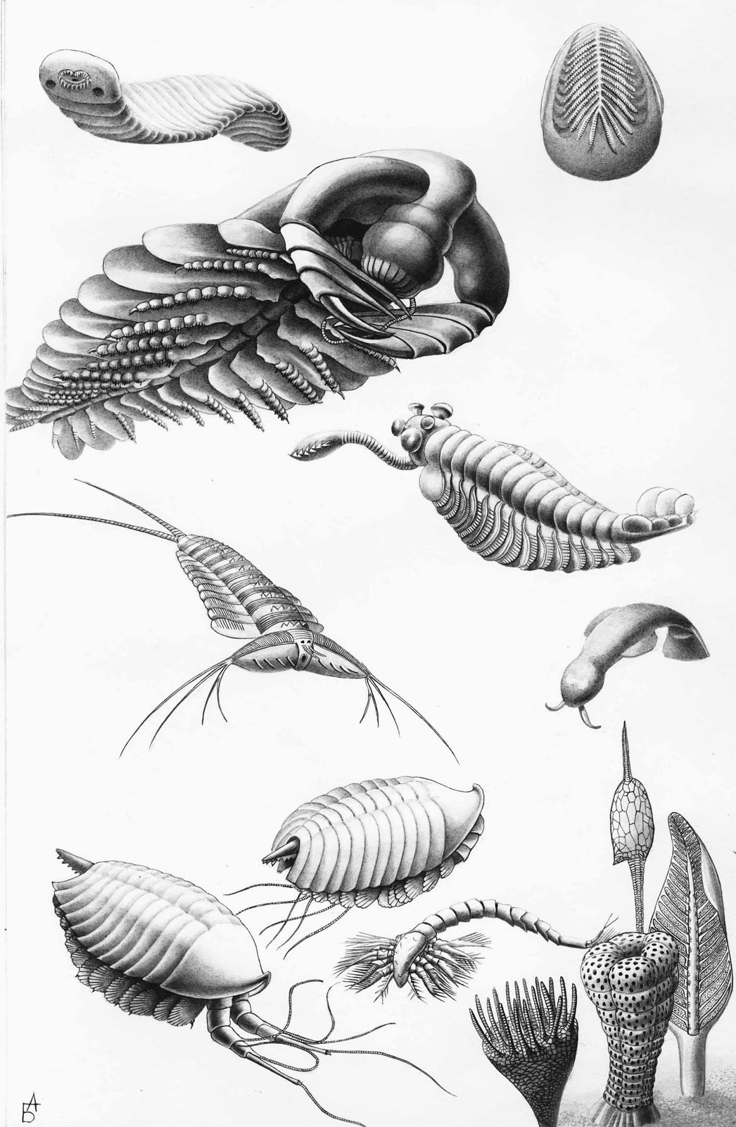 Illustrations for an unreleased book - My, Graphics, Drawing, Creation, Creative, Illustrations, Botany, Animals, Longpost, Paleoart