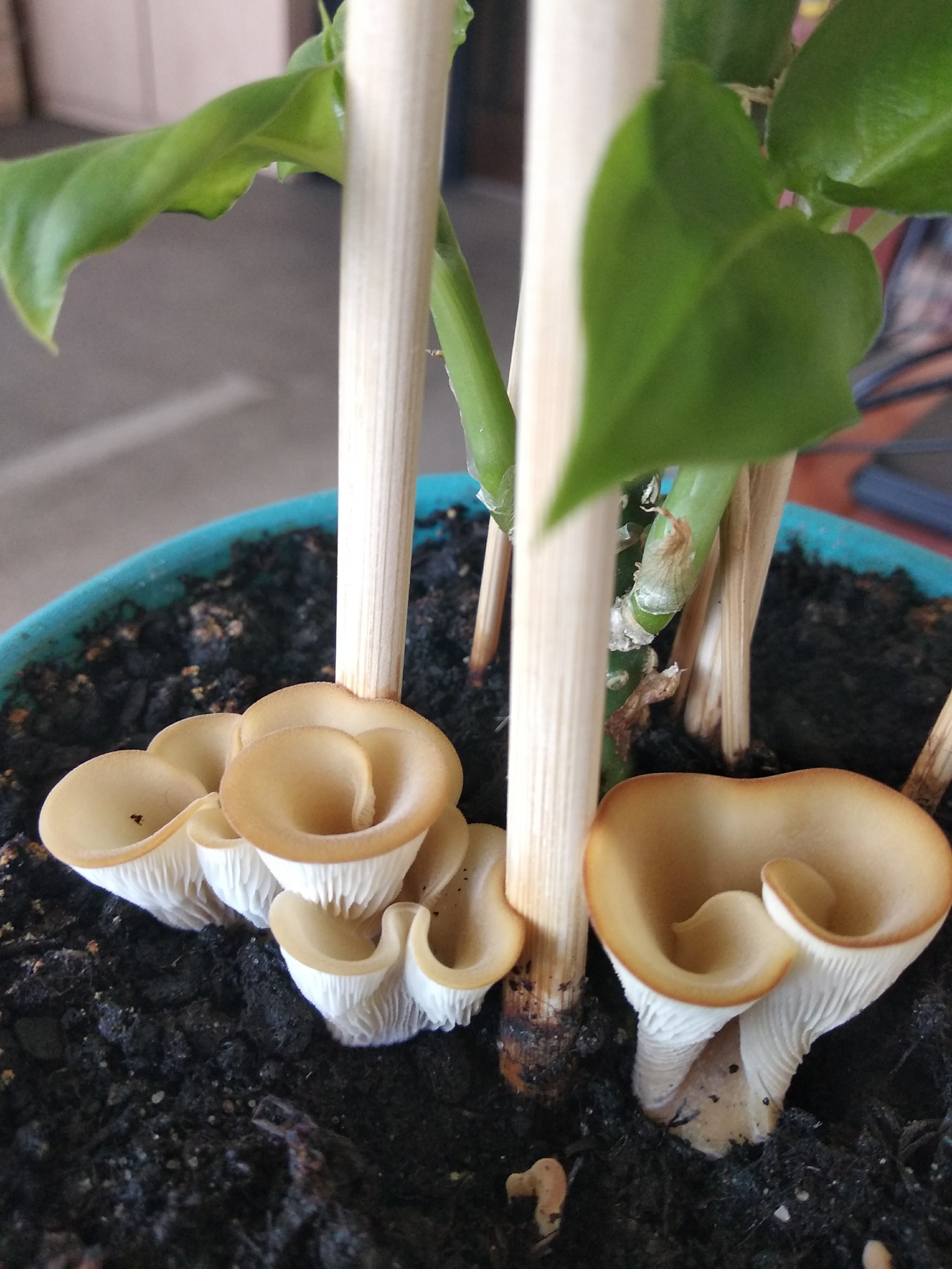 Help identify the mushroom - My, Mushrooms, Flower pot, Identification