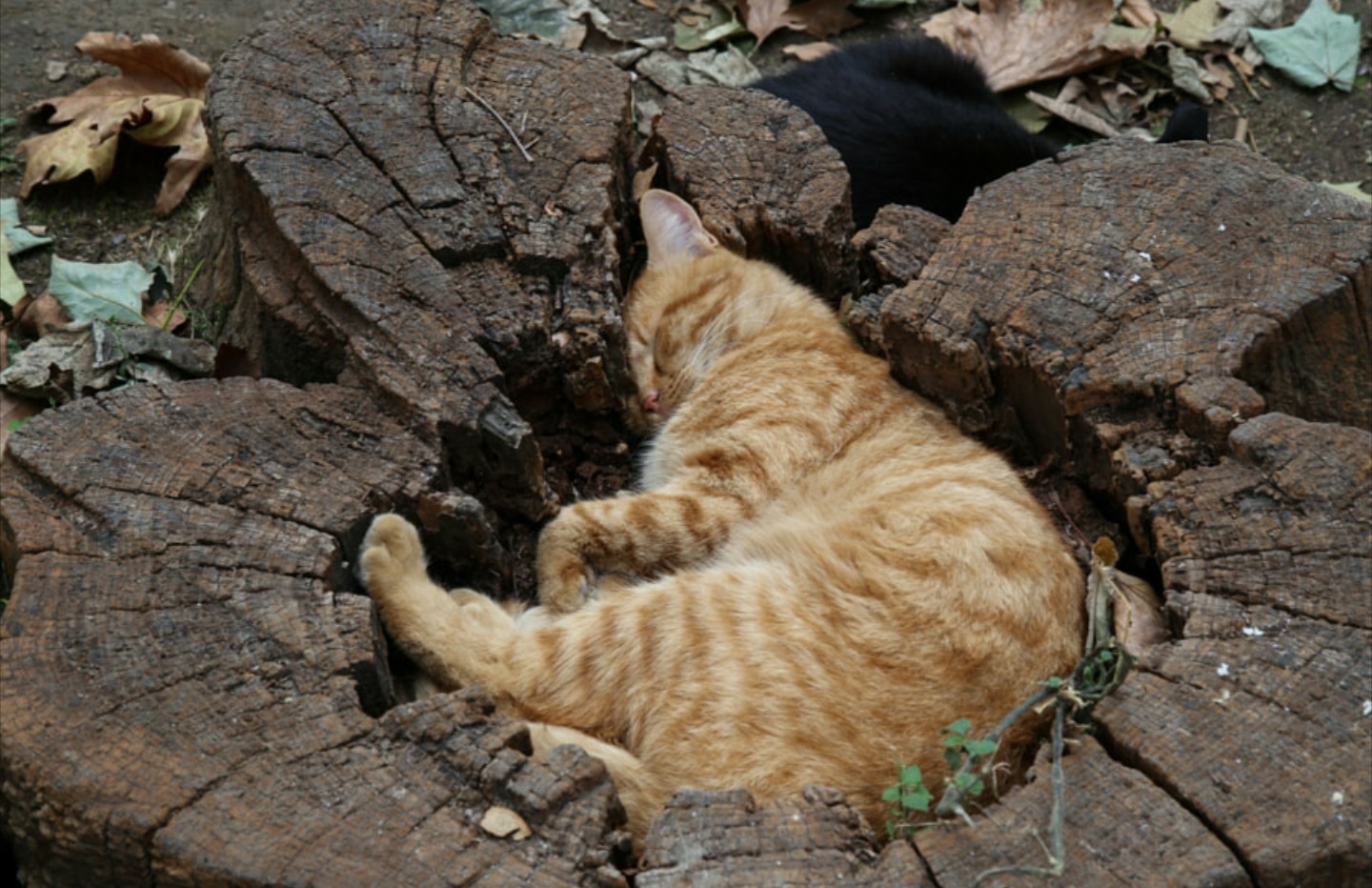 Каждый кот стремится заполнить пустоту... - Длиннопост, Кот, Фотография, Милота