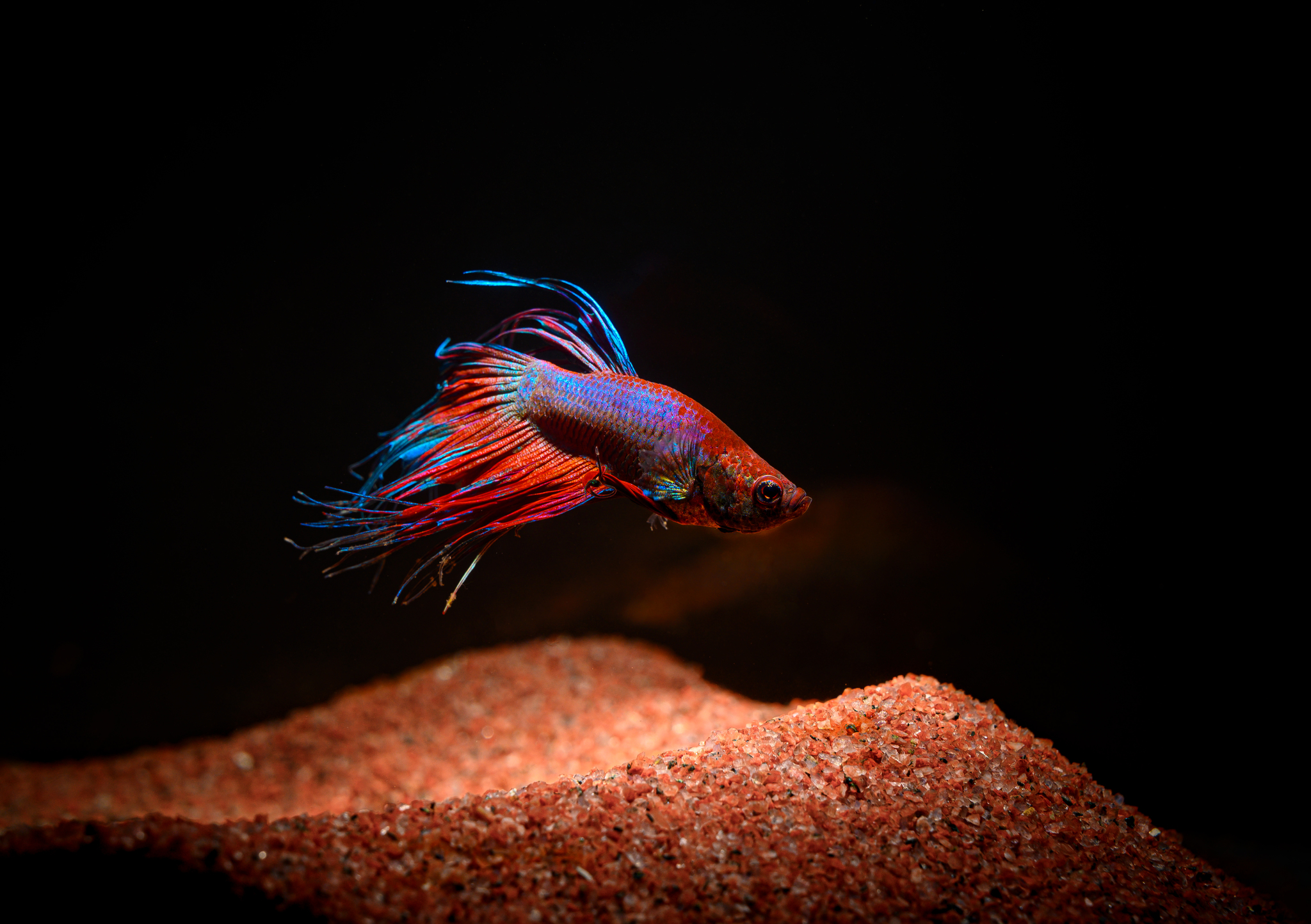 2 hours - My, Nikon, Nikkor, Aquarium fish, Cockerel fish