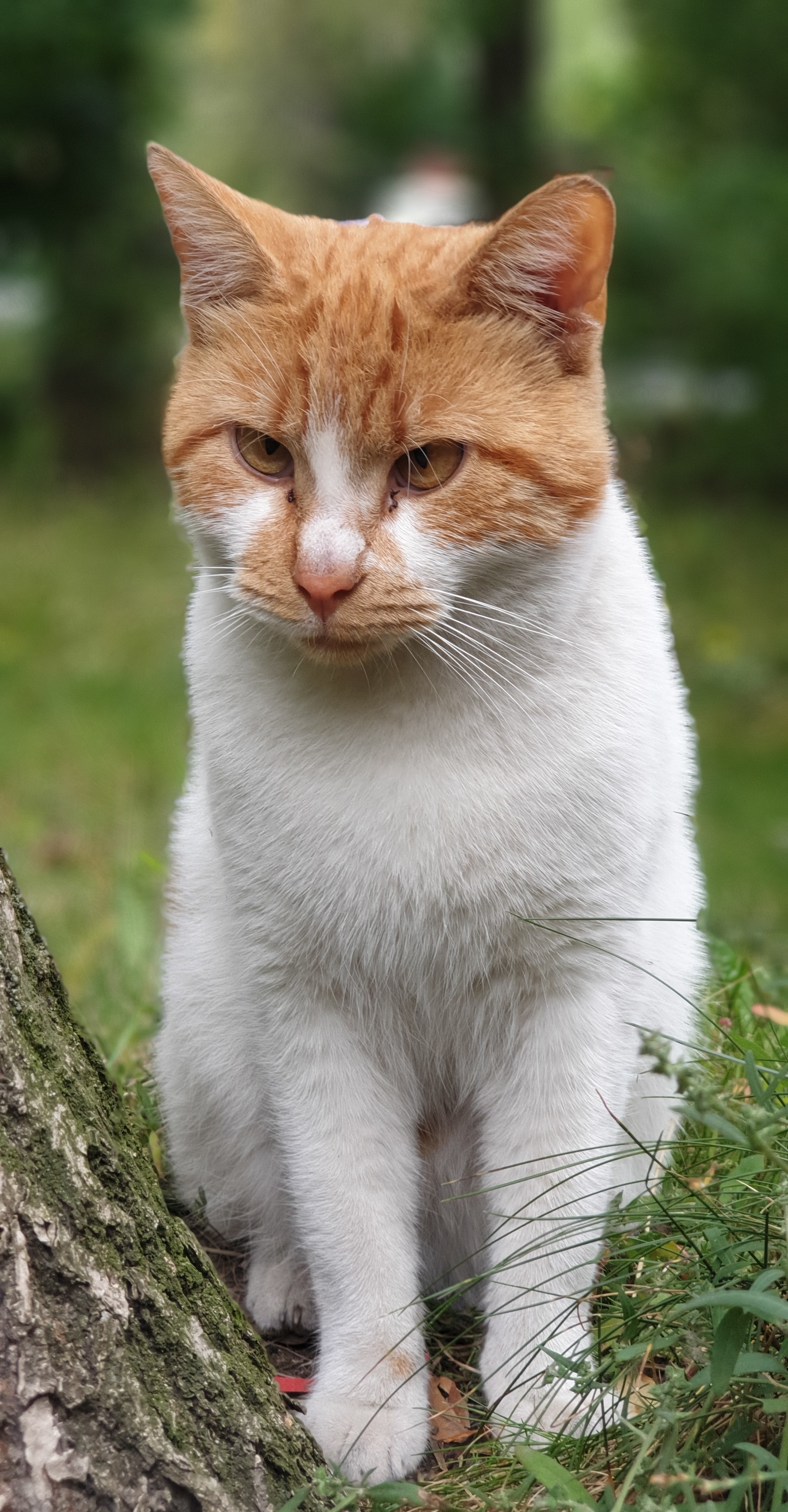 Дворовый кот. - Кот, Фотография, Длиннопост