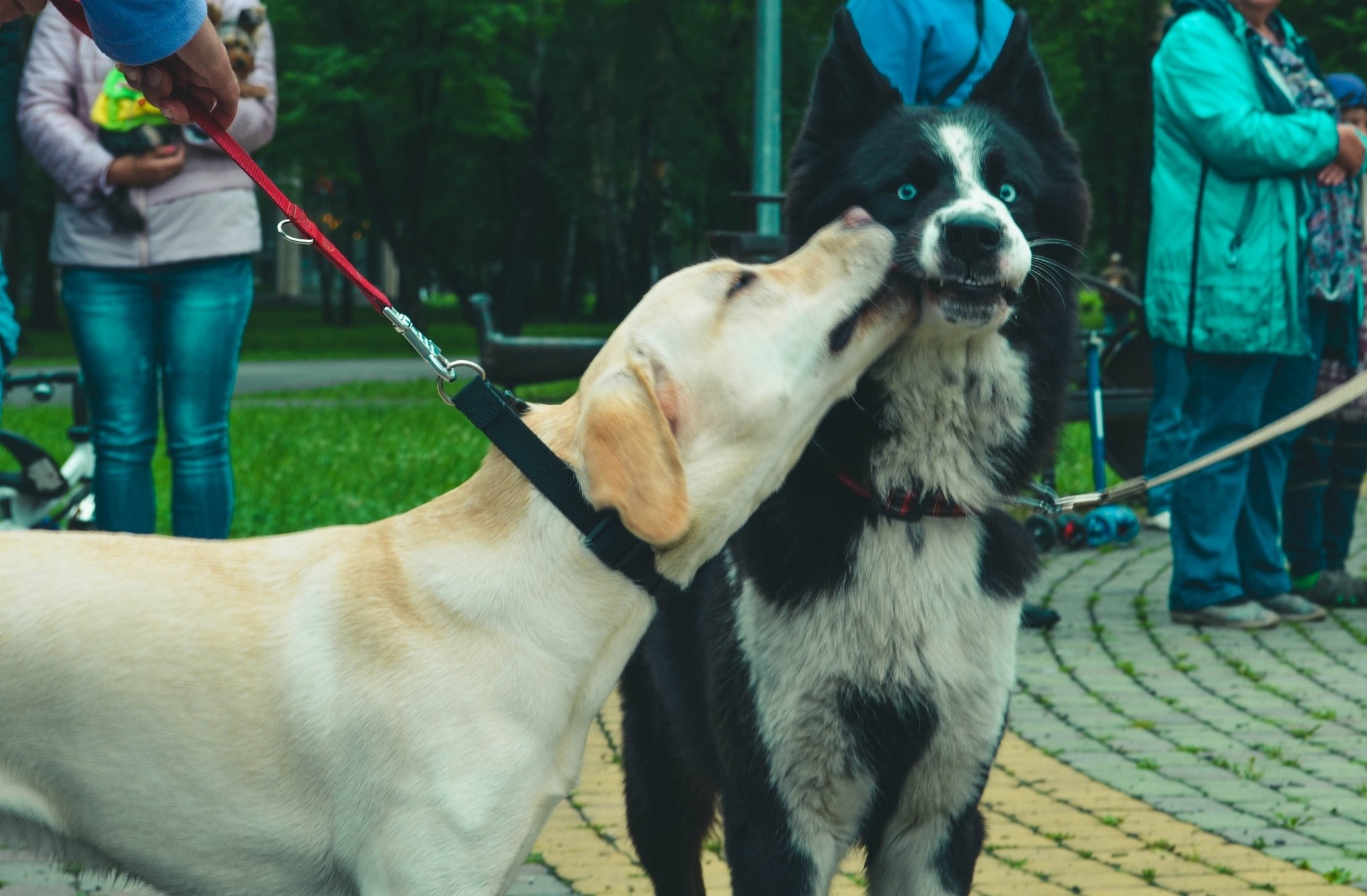 Ladies' man - My, Dog, Yakut Laika, Good boy, Kiss