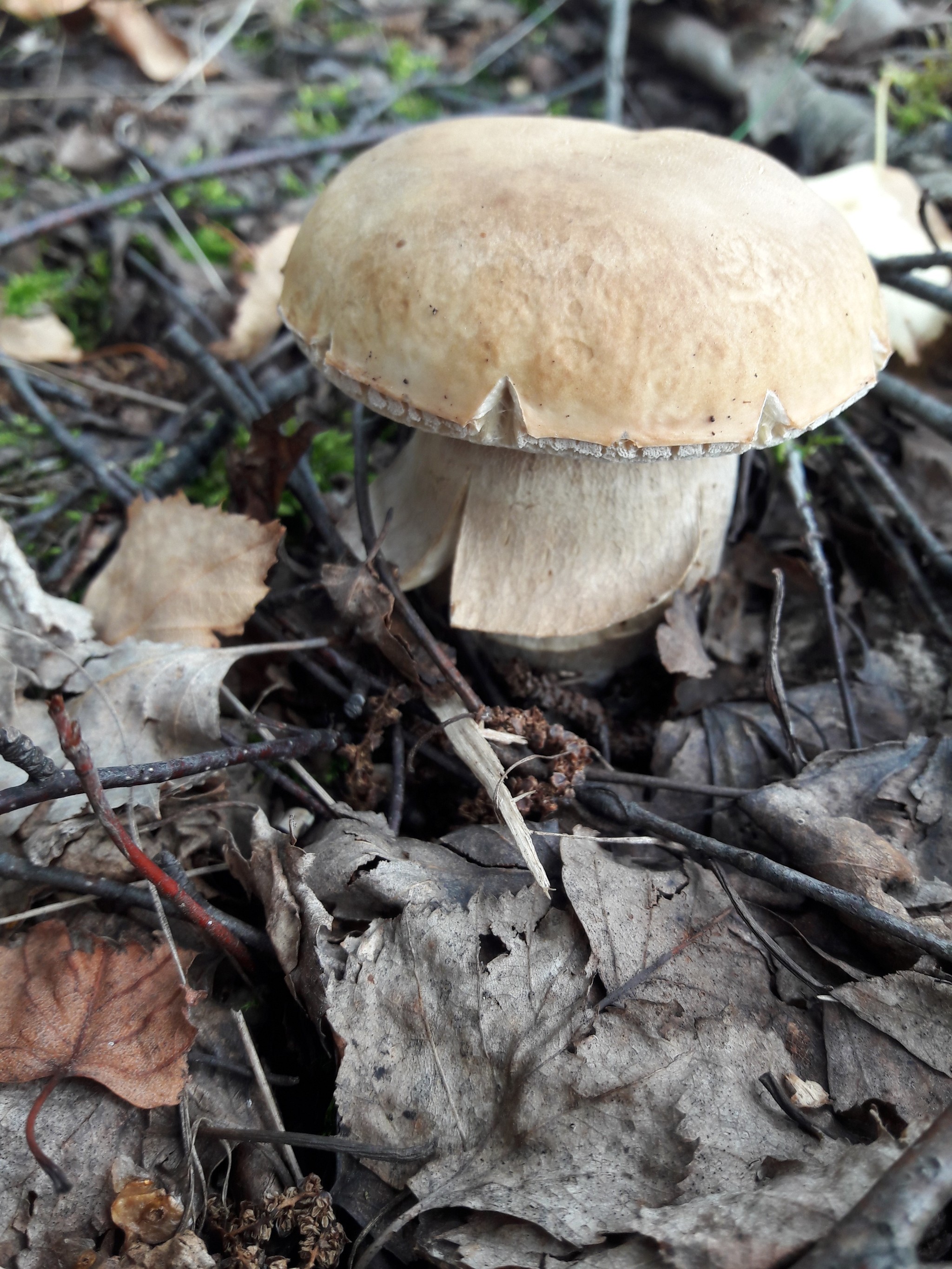 Silent hunt - My, Mushrooms, Nature, The photo, Longpost