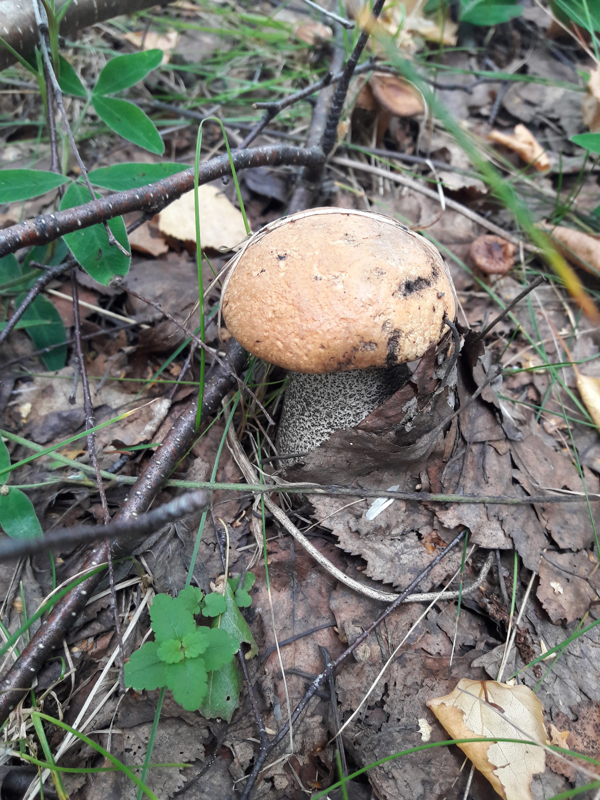 Silent hunt - My, Mushrooms, Nature, The photo, Longpost