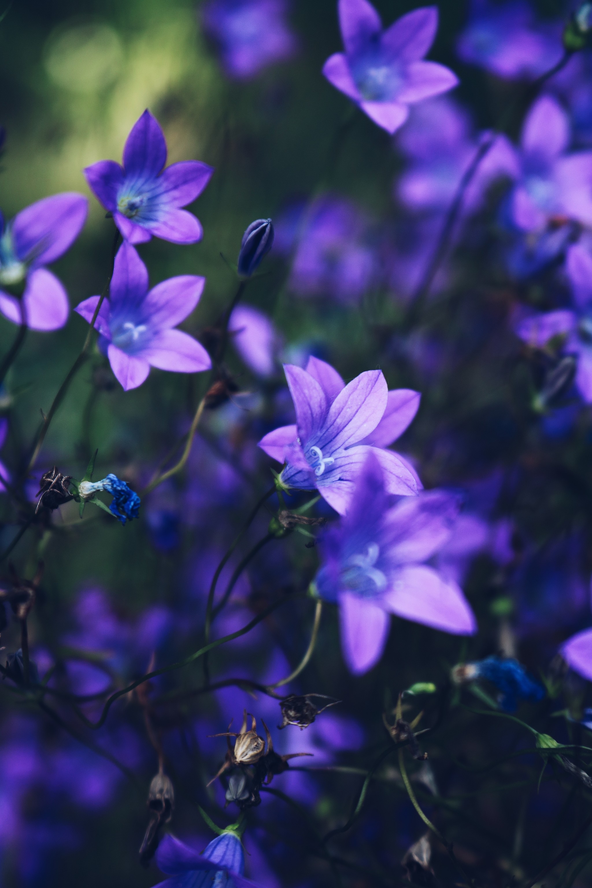 Botanical Garden Stars - My, Flowers, Botanical Garden, The photo, Longpost