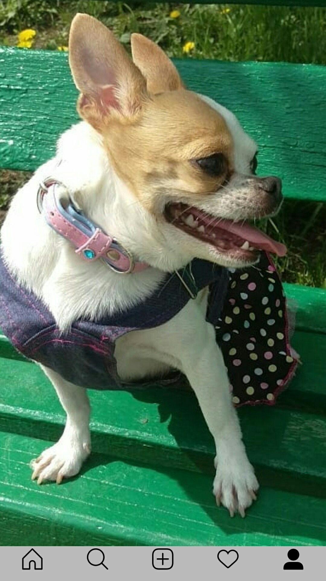 Help find the dog - Lost, Moscow, The dog is missing, Dog, Chihuahua, Longpost, No rating